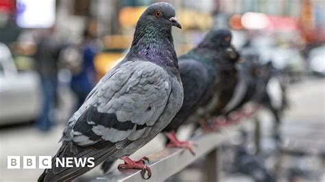 pigeon droppings health